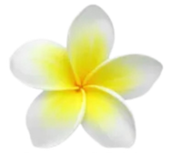 Plumeria